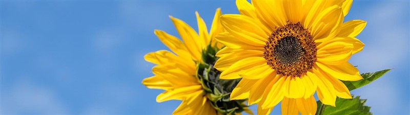 99红花.jpg 99红花.jpg