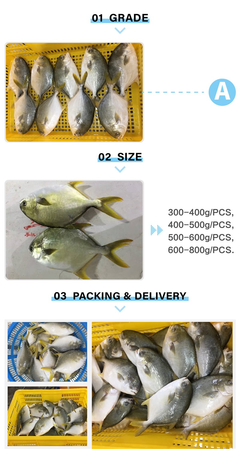 Good Sale Seafood Fish Frozen Golden Pomfret